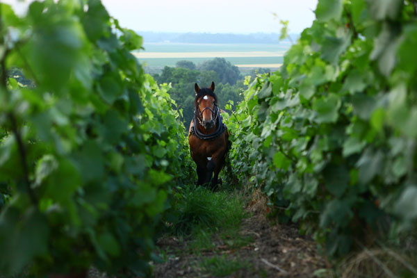 Champagne Philipponnat labourage