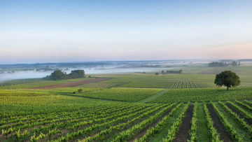 Château Roquefort, une nouvelle expression de Bordeaux