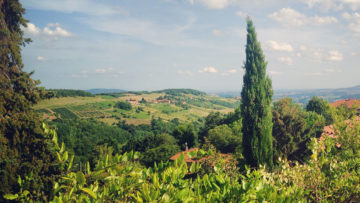 Le beaujolais, vin de Gnafron et d’Édouard Herriot