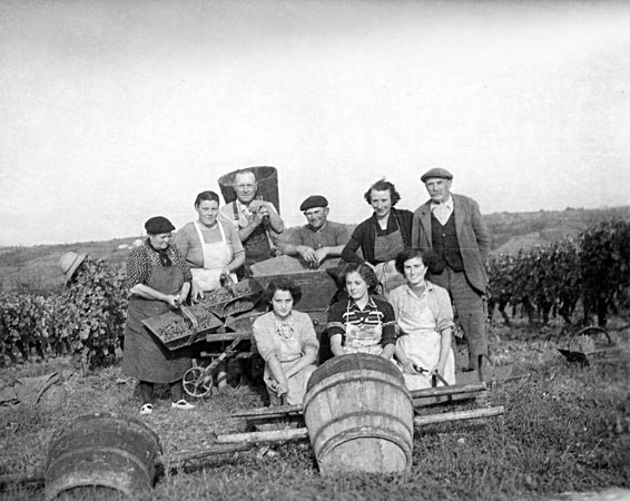 Vendanges au Château du Mont en 1947