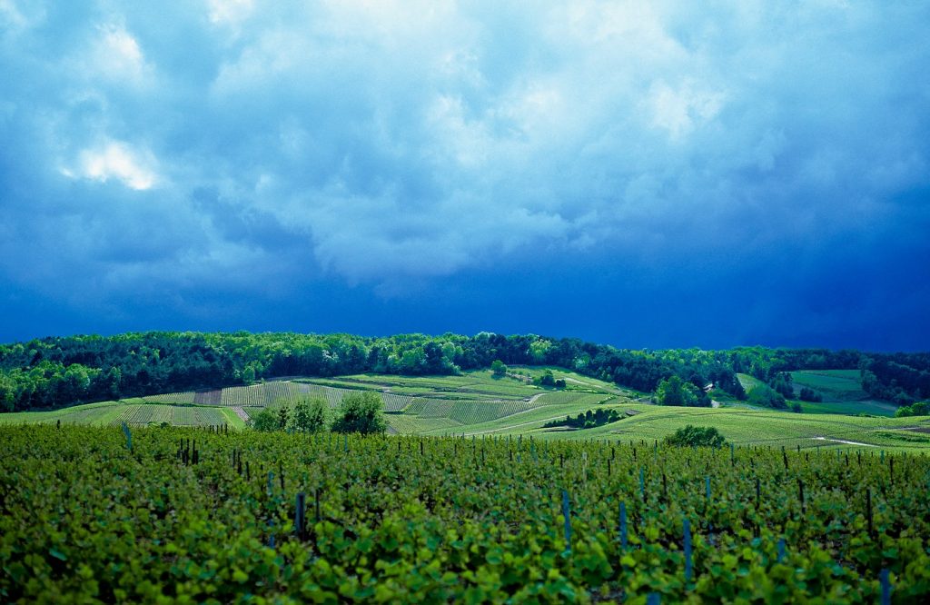 Vignes du vignoble de Champagne Palmer & Co