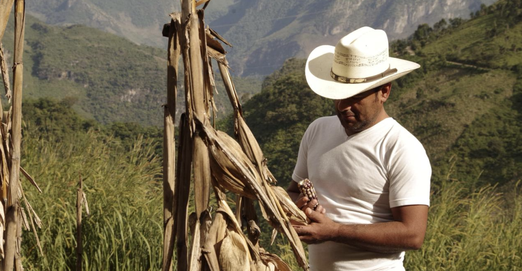 Un producteur à Oaxaca au Mexique
